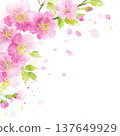 Illustration of cherry blossoms and petals 137649929