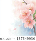 Illustration of cherry blossoms and petals 137649930