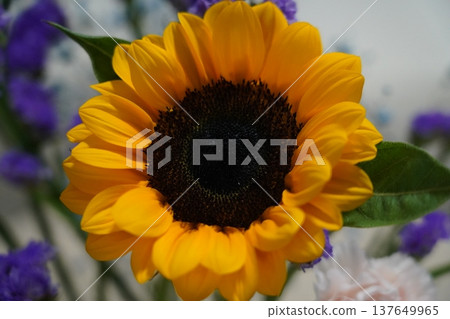 Close Up View of a Vibrant Sunflower Blossom 137649965