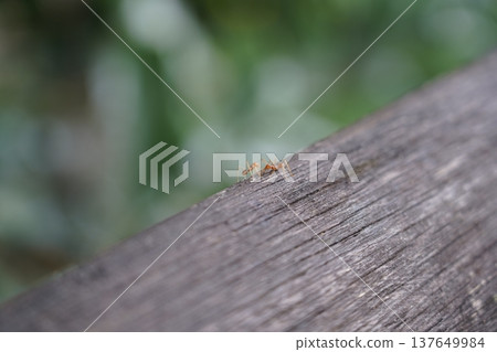 Weaver Ants on Wood Plank Close Up Photo Weaver Ants on Wood Plank Close Up Photo 137649984