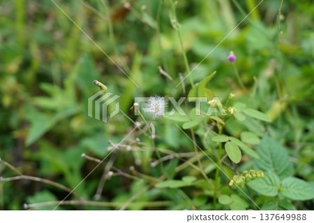 Closeup of a Pink Knotweed Flower and Dandelion Seed Head 137649988