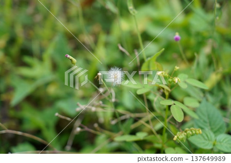 Delicate Dandelion Seed Head Among Greenery Delicate Dandelion Seed Head Among Greenery 137649989