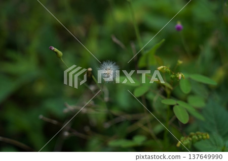Dandelion Seed Head in a Lush Green Garden Dandelion Seed Head in a Lush Green Garden 137649990