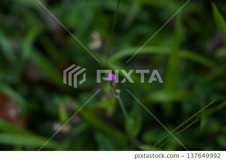Little Purple Flower in Greenery Field Little Purple Flower in Greenery Field 137649992