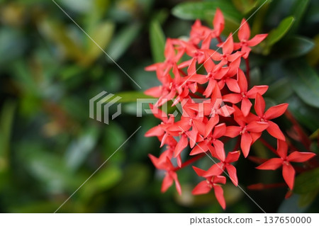 Beautiful Ixora Flowers Red Blooms Beautiful Ixora Flowers Red Blooms 137650000