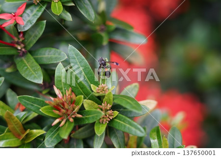 Ixora Flowers and Wasp in Natural Light 137650001