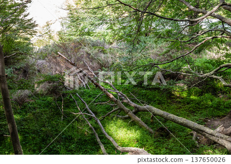 Hiking the W-Trek in Torres Del Paine 137650026
