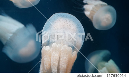 Cauliflower Jellyfish in Dark Blue Ocean Waters 137650034