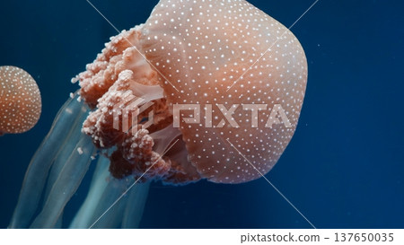 Phyllorhiza punctata Jellyfish in Deep Blue Water 137650035