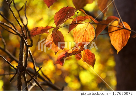 Yamabote秋葉 Yamabote秋葉 137650072