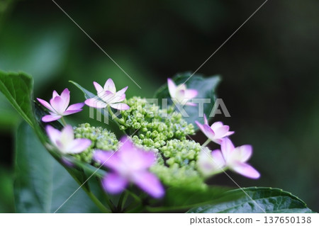 漂亮的動力繡球花 漂亮的動力繡球花 137650138
