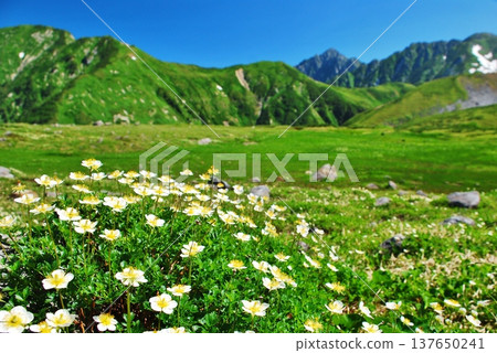 Summer in the Tateyama Alps, where the Chinglema flowers bloom. Summer in the Tateyama Alps, where the Chinglema flowers bloom. 137650241