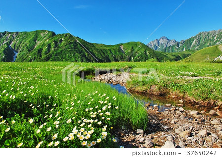 立山阿爾卑斯山的夏天，金絲桃花盛開。 137650242