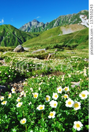 Summer in the Tateyama Alps, where the Chinglema flowers bloom. Summer in the Tateyama Alps, where the Chinglema flowers bloom. 137650243