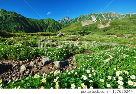 Summer in the Tateyama Alps, where the Chinglema flowers bloom. 137650244
