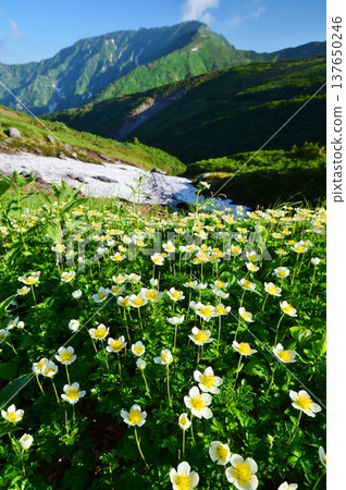 Summer in the Tateyama Alps, where the Chinglema flowers bloom. Summer in the Tateyama Alps, where the Chinglema flowers bloom. 137650246