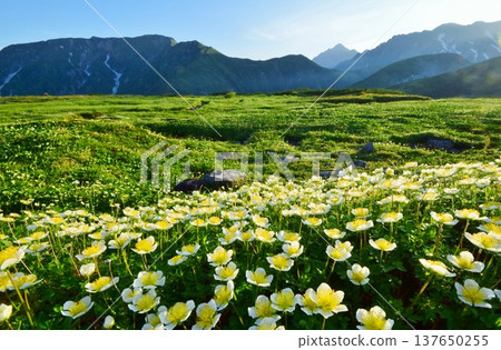 Summer in the Tateyama Alps, where the Chinglema flowers bloom. Summer in the Tateyama Alps, where the Chinglema flowers bloom. 137650255