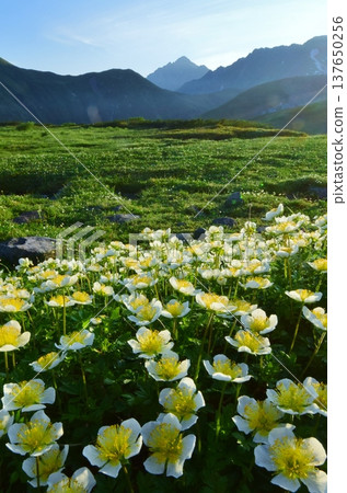 Summer in the Tateyama Alps, where the Chinglema flowers bloom. Summer in the Tateyama Alps, where the Chinglema flowers bloom. 137650256