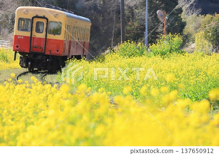 Kominato Railway: "A train running through a landscape of rapeseed flowers blooming everywhere along the line." 137650912