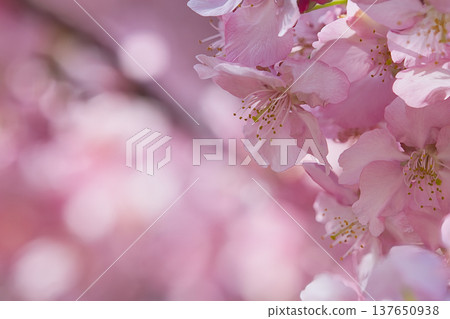 Kawazu cherry blossoms bathed in spring sunlight Kawazu cherry blossoms bathed in spring sunlight 137650938
