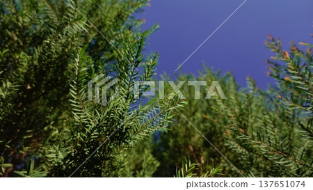 leaf, tea, green 137651074
