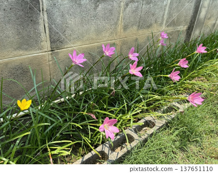 Pink Rain Lilies Blooming Against a Grey Concrete Wall in a Sunny Garden Pink Rain Lilies Blooming Against a Grey Concrete Wall in a Sunny Garden 137651110