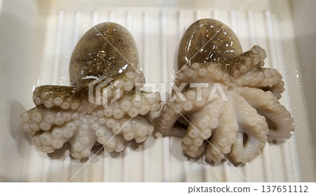 Two Fresh Raw Octopuses on a White Tray - Seafood Ingredient for Gourmet Cooking Two Fresh Raw Octopuses on a White Tray - Seafood Ingredient for Gourmet Cooking 137651112