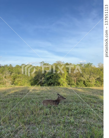 Wild Deer Resting in a Grassy Meadow with Forest Background and Blue Sky Wild Deer Resting in a Grassy Meadow with Forest Background and Blue Sky 137651113