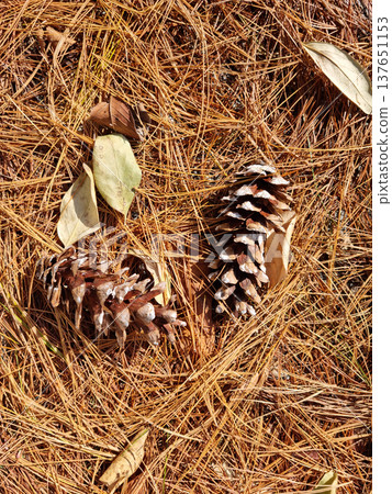 Brown pine needles and pine cones Brown pine needles and pine cones 137651153