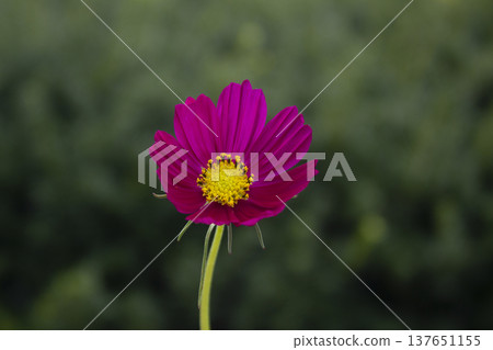 purple cosmos blooming in autumn purple cosmos blooming in autumn 137651155