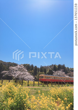 The Kominato Railway in the full bloom of spring, surrounded by cherry blossoms and rapeseed flowers. 137651159