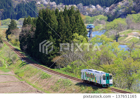 百合高原鐵道的一節柴油動車組沿著小吉川行駛，櫻花在旁邊注視著它。 137651165