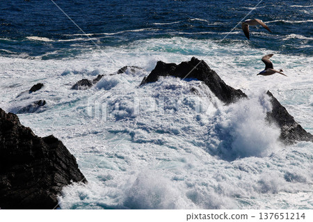 Waves crashing on rough seas Waves crashing on rough seas 137651214