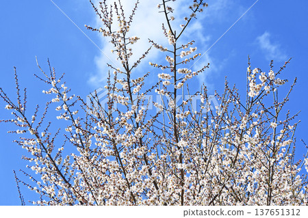 Plum blossom Plum blossom 137651312