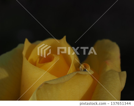 A macro photograph of a yellow rose and a single drop of water on its petal, taken in a winter rose garden. A macro photograph of a yellow rose and a single drop of water on its petal, taken in a winter rose garden. 137651344