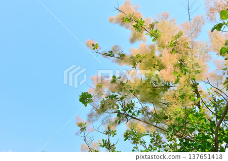 初夏的藍天和煙樹 初夏的藍天和煙樹 137651418