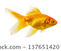 gold fish isolated on white background 137651420