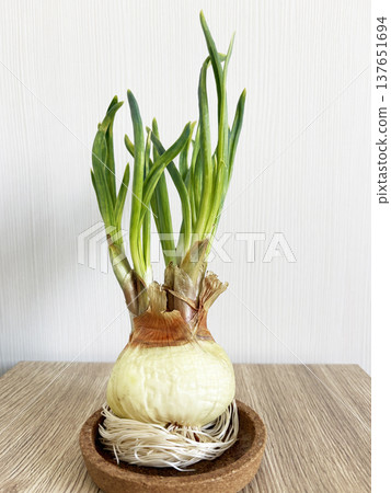 fresh green onion stems sprouting from the bulb in the kitchen at home fresh green onion stems sprouting from the bulb in the kitchen at home 137651694