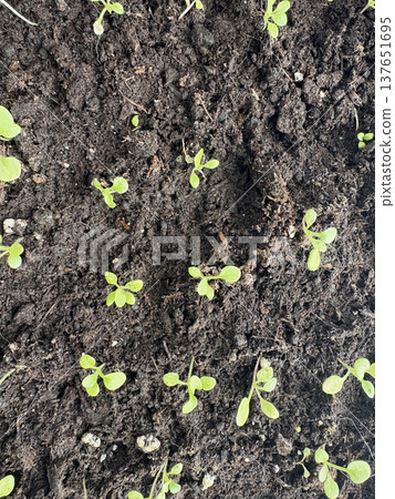 A close-up of pepper seedlings in dark soil on a windowsill A close-up of pepper seedlings in dark soil on a windowsill 137651695