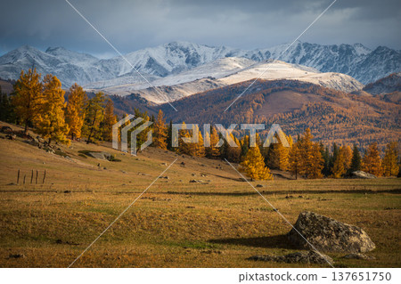 Golden larch forest on foothills with snow capped mountains, autumn alpine landscape at dusk Golden larch forest on foothills with snow capped mountains, autumn alpine landscape at dusk 137651750