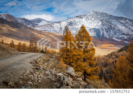Autumn mountain road with golden larch trees and snow capped peaks in valley Autumn mountain road with golden larch trees and snow capped peaks in valley 137651751