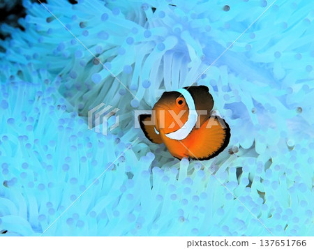 Clown anemonefish Clown anemonefish 137651766