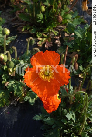 冰島罌粟花，2026年3月 137651846