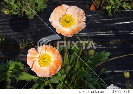 冰島罌粟花，2026年3月 137651856