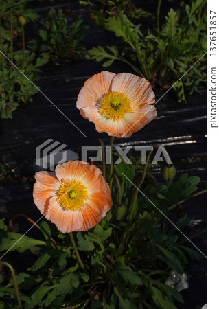 冰島罌粟花,2026年3月 冰島罌粟花,2026年3月 137651857