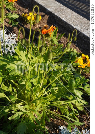 冰島罌粟花,2026年3月 冰島罌粟花,2026年3月 137651859