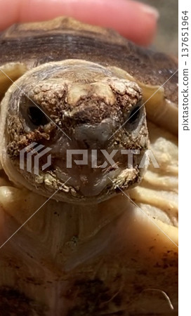 A baby African spurred tortoise with a fierce expression 137651964