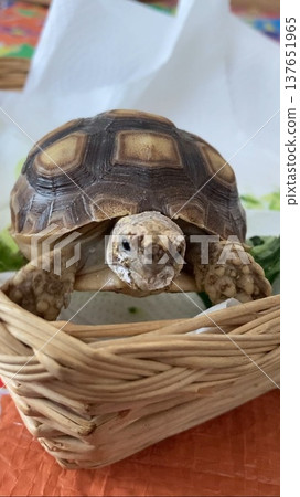 A sulcata tortoise with deworming medication on its face after coming back from the vet. 137651965