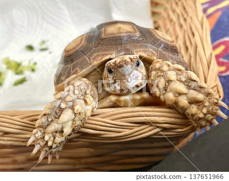 A sulcata tortoise playing with deworming medicine around its face. A sulcata tortoise playing with deworming medicine around its face. 137651966