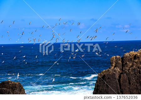 Black-tailed gulls flying around 137652036